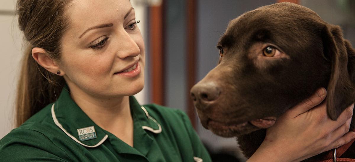 Emma Pember | Valley Vets | Your Local Vet in Cardiff, Caerphilly ...