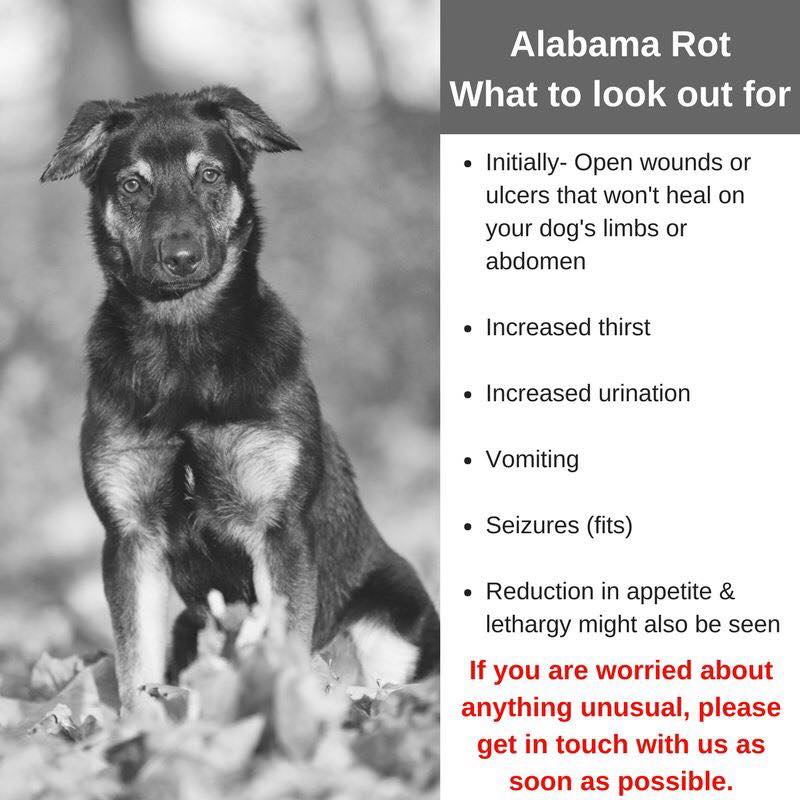 is alabama rot contagious to other dogs